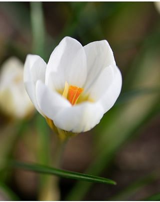 Crocus Chrysanthus Snowbunting Bulbs
