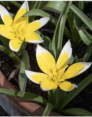 Tulip Tarda (Dasystemon) Bulbs