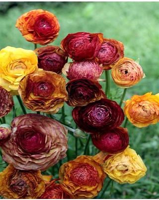 Ranunculus Café