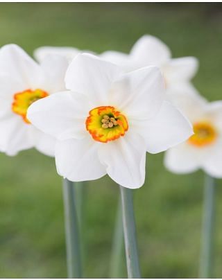 Narcissus Goose Green Bulbs