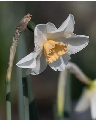 Narcissus Doll Baby