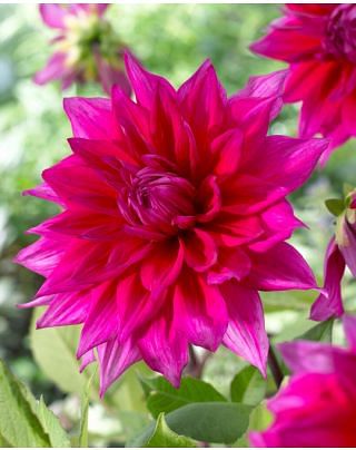 Dahlia Jocondo Bulbs