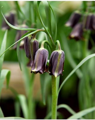 Fritillaria Elwesii Bulbs