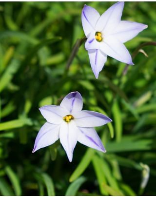 Ipheion Wisley Blue Bulbs