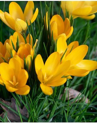 Crocus Yellow Mammoth