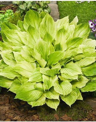 Hosta Zebra Stripes ®