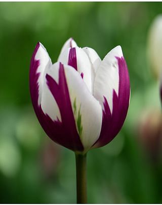 Tulip Rem's Favourite Bulbs