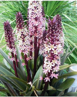 Eucomis Sparkling Burgundy Bulbs