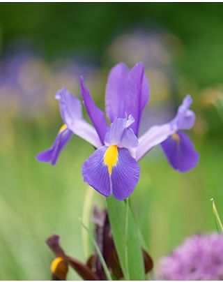 Dutch Iris Sapphire Beauty Bulbs