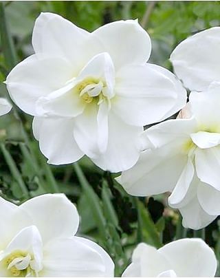 Narcissus Albus Plenus Odoratus Bulbs