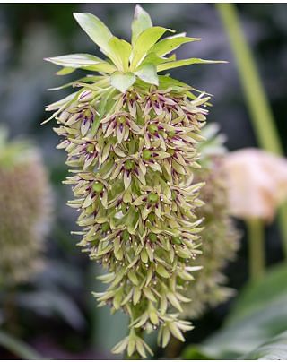 Eucomis Bi-Colour Bulbs