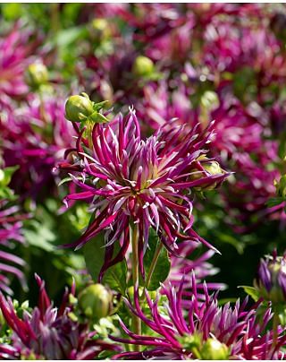Dahlia Hollyhill Spider Woman Tubers