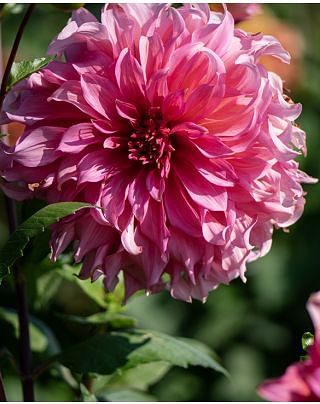 Dahlia Islander Bulbs