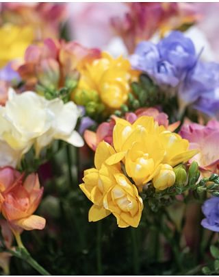 Freesia Double Mixture Bulbs