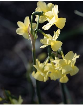 Narcissus Angel's Breath Bulbs