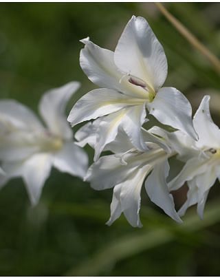 Gladiolus The Bride