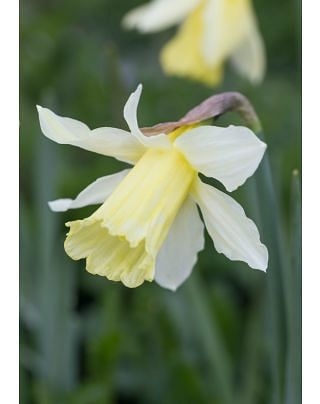 Narcissus W. P. Milner Bulbs
