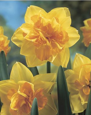 Narcissus Apotheose Bulbs