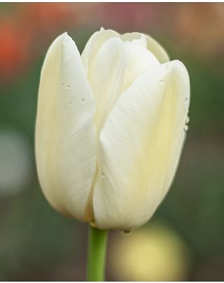 Tulip City of Vancouver Bulbs