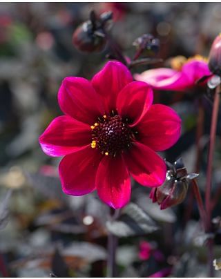 Dahlia Dracula