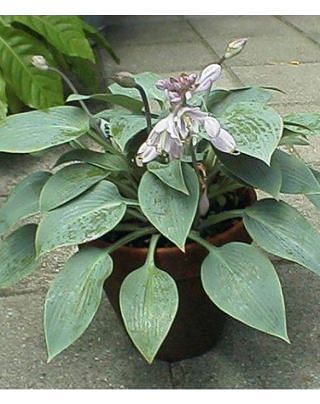 Hosta Halcyon