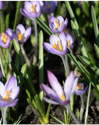 Crocus Tommasinianus Whitewell Purple Bulbs