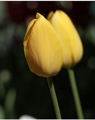 Tulip Muscade Bulbs