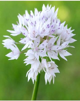 Allium Amplectens Graceful Beauty Bulbs