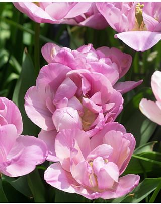 Tulip table Dance