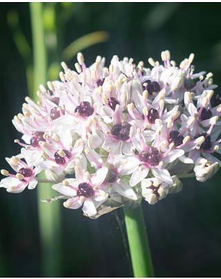 Allium Silver Springs Bulbs