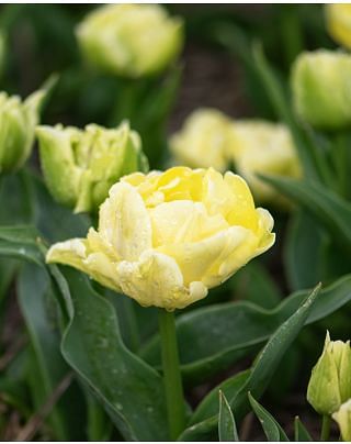 Tulip Avant Garde