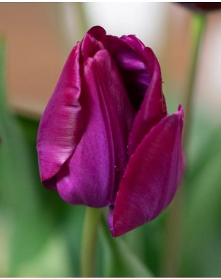 Tulip Atilla Graffiti