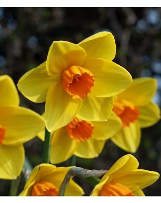 Narcissus Sealing Wax Bulbs