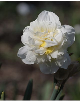 Narcissus Obdam Bulbs