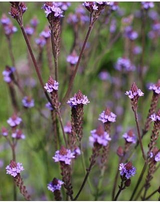 Verbena Blue Spires