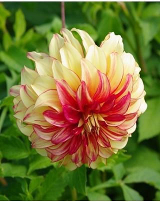 Dahlia Lady Darlene â„¢ Bulbs