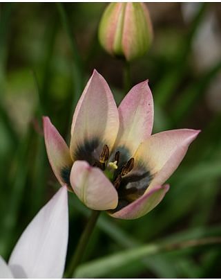Tulip Danique Bulbs