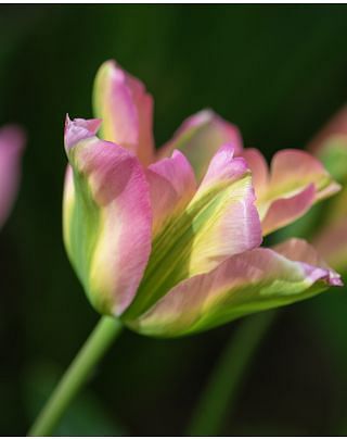 Tulip Greenland