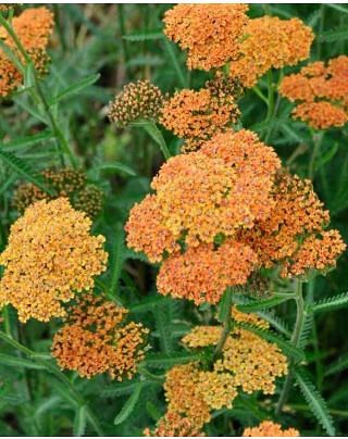 Achillea Terracotta Bulb | Peter Nyssen | Buy Flower Bulbs and Plants Online