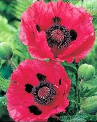 Papaver (Poppy) Water Melon