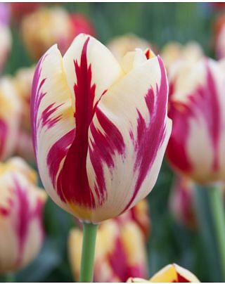 Tulip Grand Perfection