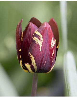Tulip Absalon
