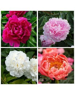 Peony Collection