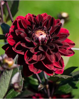 Dahlia After Dusk