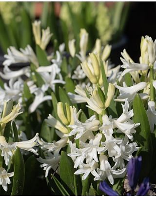 Multiflora Hyacinth White Pearl