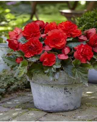 Begonia Odorosa Red Sunset Bulbs
