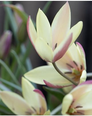 Tulip Clusiana Cynthia Bulbs