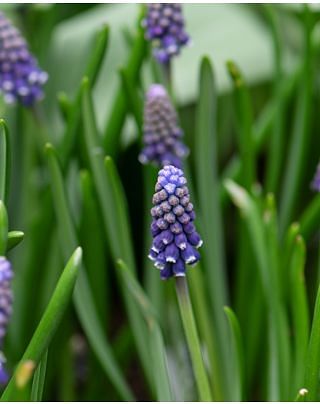 Muscari Night Eyes Bulbs