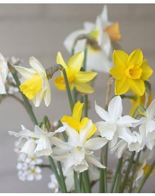 Miniature Daffodils & Narcissus Mixture Bulbs