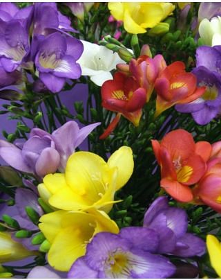 Freesia Single Mixture Bulbs
